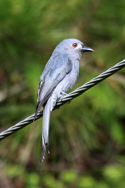 Ashy Drongo